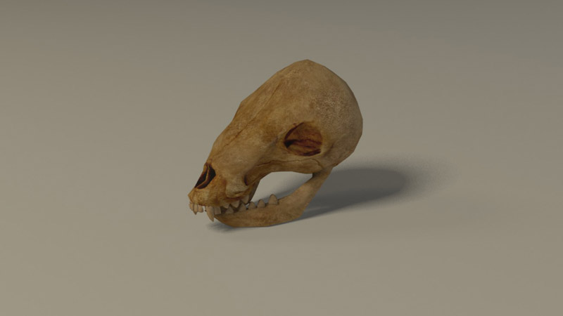 3D Animal skull1