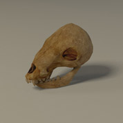 animal-skull