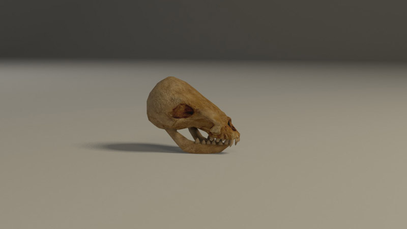 3D Animal skull2