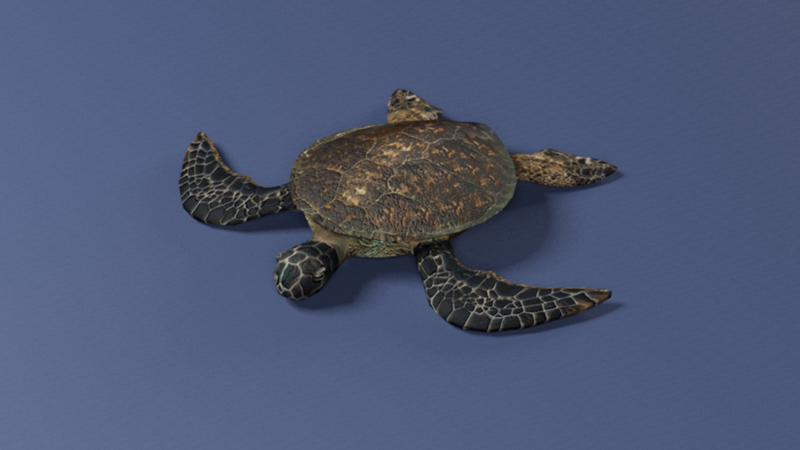 3D Sea turtle