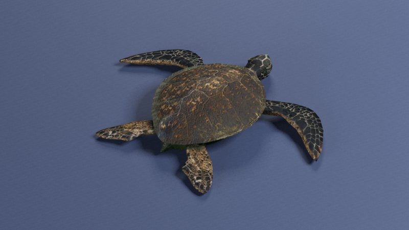 3D Sea turtle2