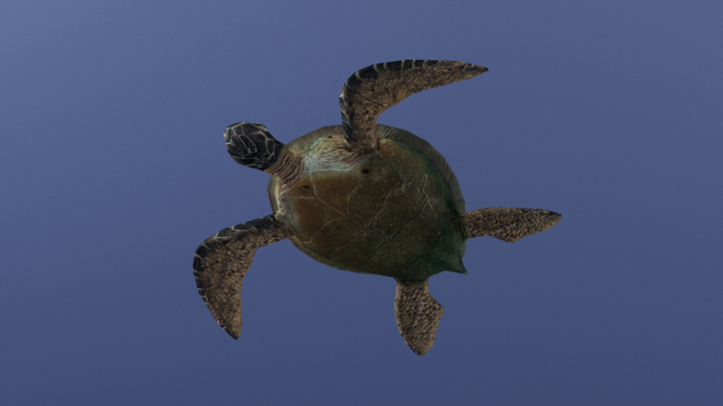 3D Sea turtle3