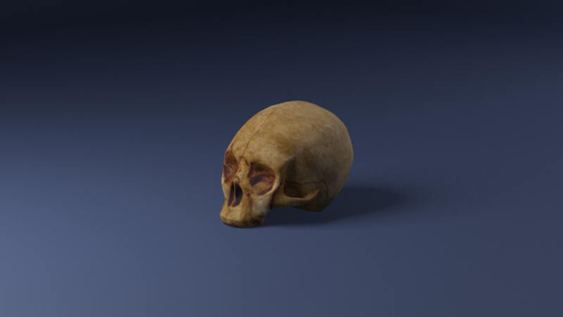 3D Old skull2